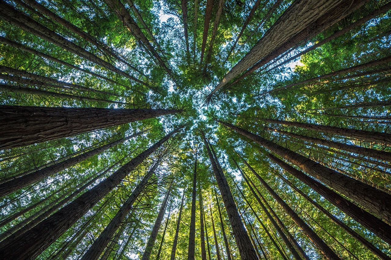 a forest
